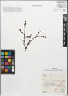 Foto von Salix myrsinifolia Salisb.